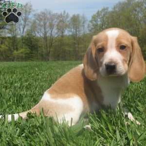 Beagle Puppies For Sale | Greenfield Puppies